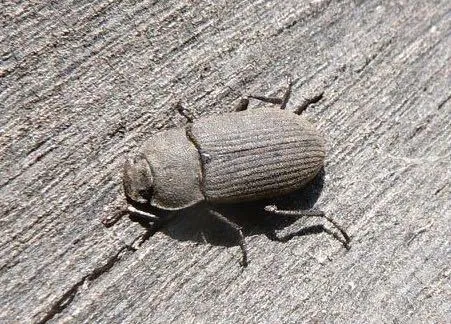 Gonocephalum sericeum - photo 2