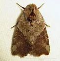 Gonodes liquida - Hodges#9687 - photo 2