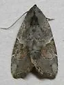 Gonodes liquida - Hodges#9687 - photo 3