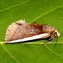 Gonodonta pyrgo - Hodges#8539
