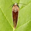 Gonodonta pyrgo - Hodges#8539 - photo 2