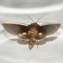 Gonodonta pyrgo - Hodges#8539 - photo 3