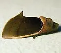 Gonodonta sicheas - Hodges#8537