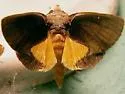 Gonodonta sicheas - Hodges#8537 - photo 2