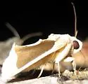 Gonodonta sinaldus - Hodges#8538 - photo 2