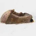 Gonodonta unica - Hodges#8541