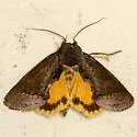 Gonodonta unica - Hodges#8541 - photo 2