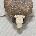 Gonodonta unica - Hodges#8541 - photo 4