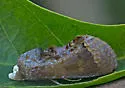 Gonodonta unica - Hodges#8541 - photo 5
