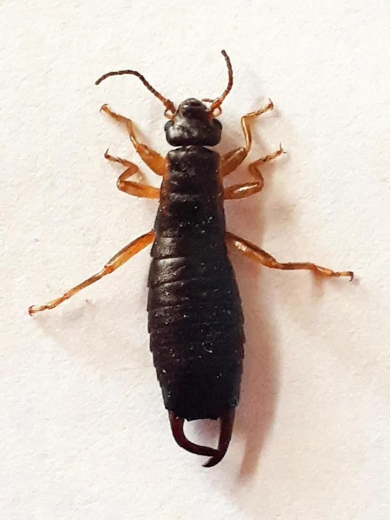Gonolabinidae - photo 2