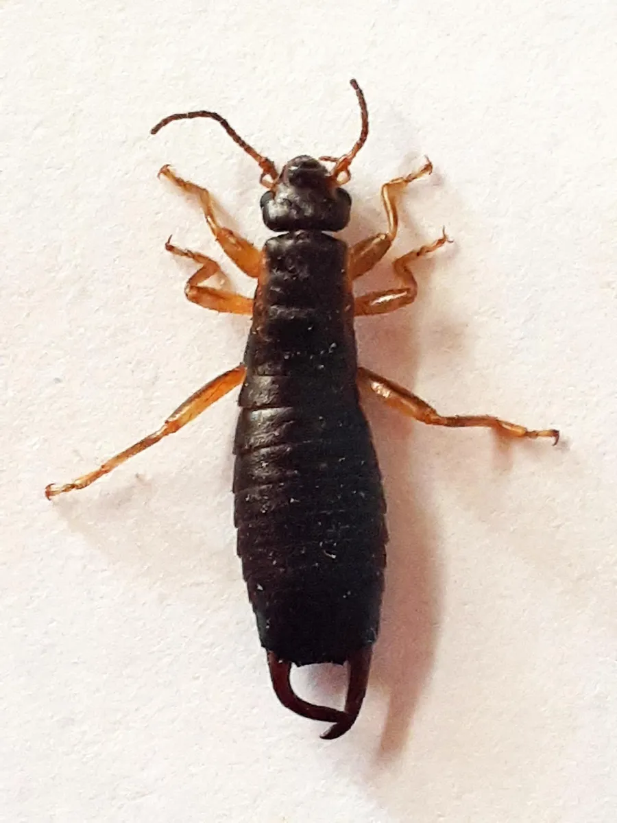 Gonolabinidae - photo 3