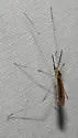Gonomyia alexanderi