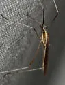 Gonomyia alexanderi - photo 2
