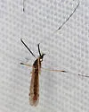 Gonomyia alexanderi - photo 3