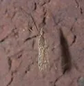Gonomyia alexanderi - photo 5