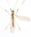Gonomyia cinerea