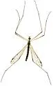 Gonomyia hoogstraali