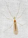 Gonomyia kansensis