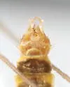 Gonomyia kansensis - photo 2
