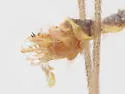Gonomyia kansensis - photo 3