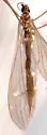 Gonomyia manca - photo 3