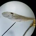 Gonomyia pleuralis - photo 2