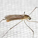Gonomyia puer