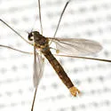 Gonomyia puer - photo 4