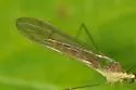 Gonomyia subcinerea