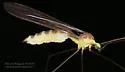 Gonomyia subcinerea - photo 2