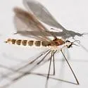Gonomyia subcinerea - photo 4