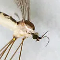 Gonomyia subcinerea - photo 5