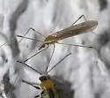 Gonomyia sulphurella