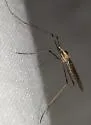 Gonomyia sulphurella - photo 3