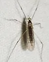 Gonomyia sulphurella - photo 4