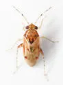 Gonoporomiris mirificus - photo 2