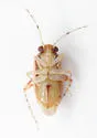 Gonoporomiris mirificus - photo 3