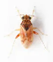 Gonoporomiris mirificus - photo 4