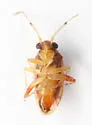 Gonoporomiris mirificus - photo 5