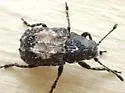 Gonotropis dorsalis - photo 2