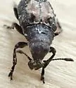 Gonotropis dorsalis - photo 3