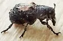 Gonotropis dorsalis - photo 4