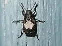 Gonotropis dorsalis - photo 5