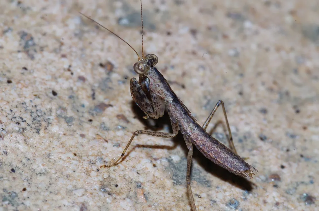 Gonypetidae - photo 2
