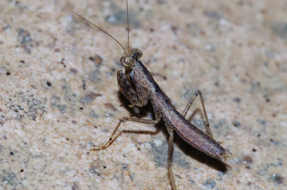 Gonypetidae - photo 3