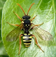 Gooden's Nomad Bee