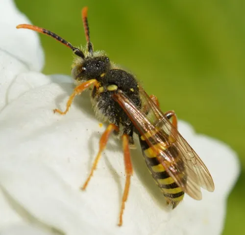 Gooden's Nomad Bee - photo 2