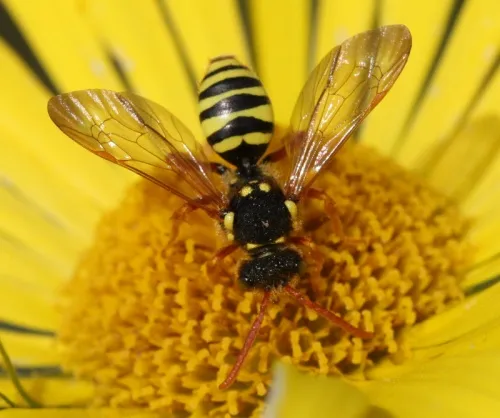 Gooden's Nomad Bee - photo 3
