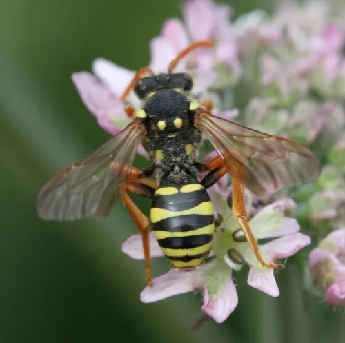 Gooden's Nomad Bee - photo 4