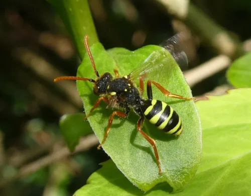 Gooden's Nomad Bee - photo 5